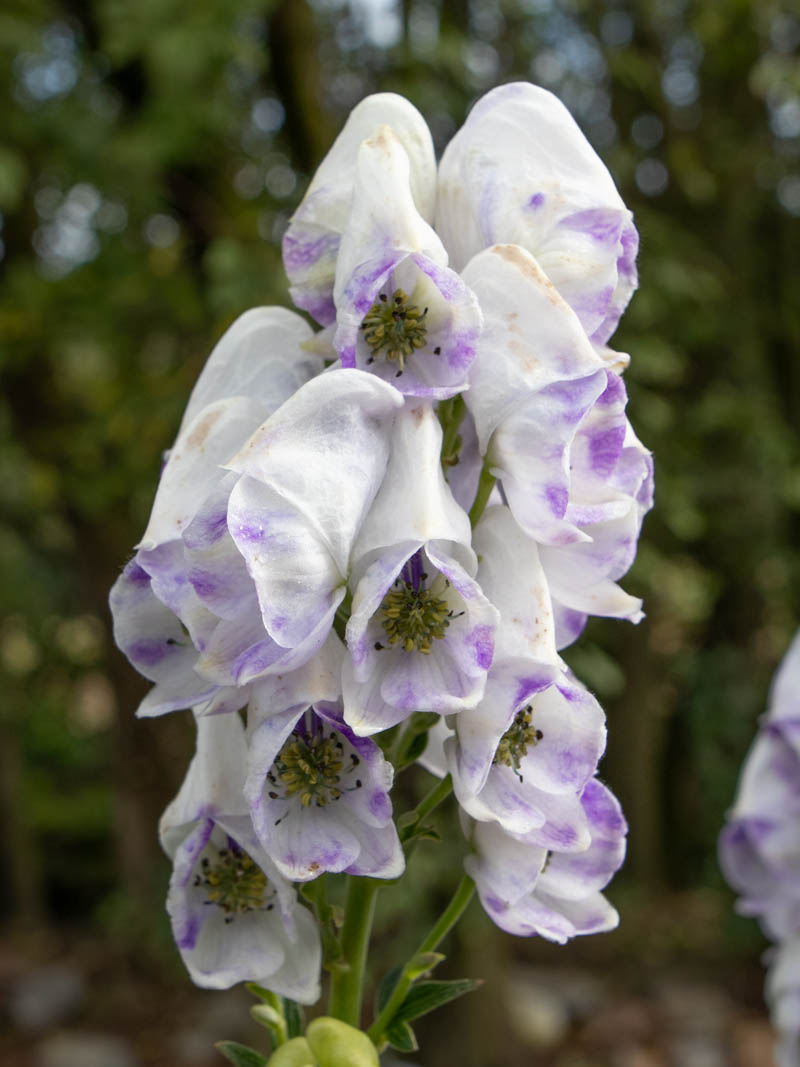Aconitum carmichaelii 'Cloudy'